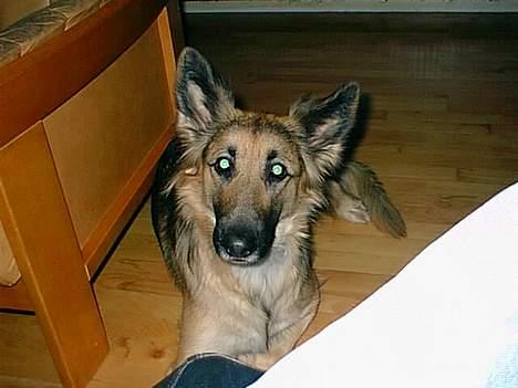 Schæferhund Mille R.I.P :'( Død - ? du kigger på mig ? :P billede 6