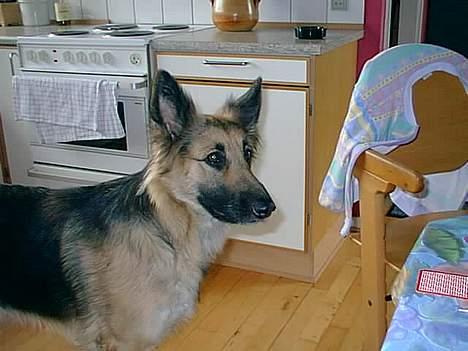 Schæferhund Mille R.I.P :'( Død - jeg kan se maden. . jeg holder øje med den :P nam nam billede 8