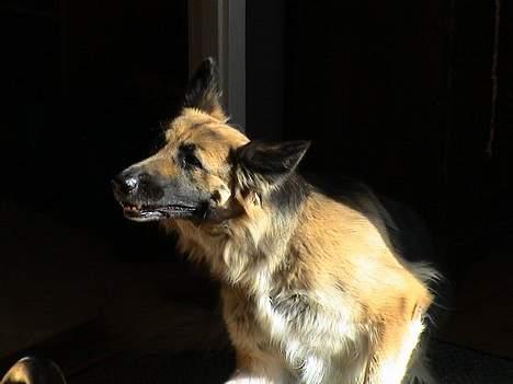 Schæferhund Mille R.I.P :'( Død - Åååh det klør. . aarh :D billede 9