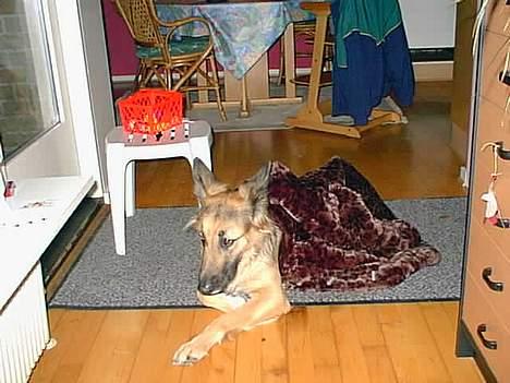 Schæferhund Mille R.I.P :'( Død - dejlig behaligt :P hehe billede 10