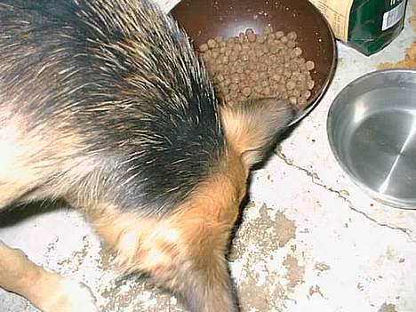 Schæferhund Mille R.I.P :'( Død - nam nam mad :P <´3 billede 11