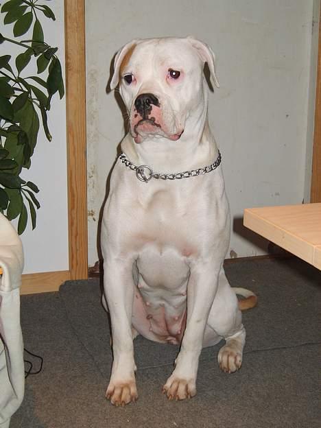 Amerikansk bulldog Xena (R.I.P mors øjesten) billede 4