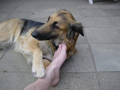 Schæferhund Mille R.I.P :'( Død - Ej far flyt lige den fod :P hiihi billede 13