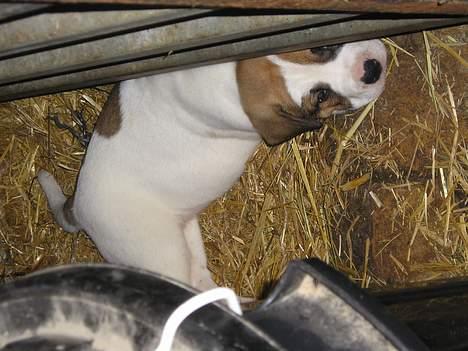 Blanding af racer Cali - Første gang vi så ham live, kun 5 uger gammel billede 6