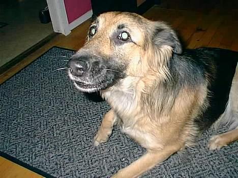 Schæferhund Mille R.I.P :'( Død - ååh kom nu snak med mig :P  billede 17
