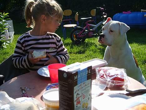 Amerikansk bulldog Xena (R.I.P mors øjesten) - Hvis jeg nu blir VED med at stirre på den mad der, så flyver den helt sikkert ind i munden på mig!!!! billede 5