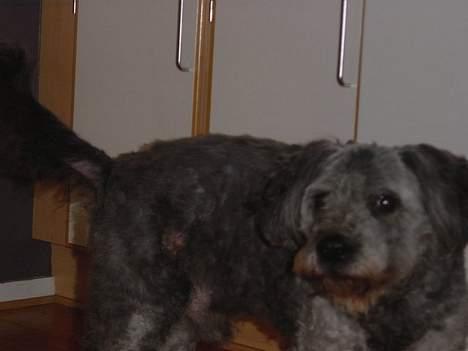 Blanding af racer Mads R.I.P :'( Død  - Hah jeg er så flot :P  billede 3
