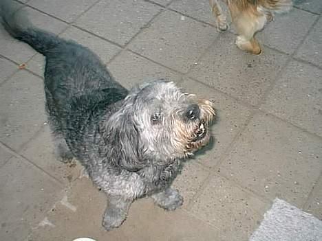 Blanding af racer Mads R.I.P :'( Død  - hvad er det der oppe ?  billede 6
