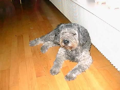 Blanding af racer Mads R.I.P :'( Død  - aarh her ligger man godt :D billede 7
