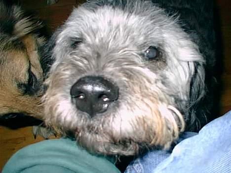 Blanding af racer Mads R.I.P :'( Død  - nej hvor er jeg bare sød :P hehe syntes i ikke ?  billede 8