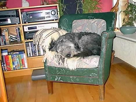 Blanding af racer Mads R.I.P :'( Død  - aarh ! min dejlige stol ZzzZZZzzz jeg log rigtig tit i den :P billede 10