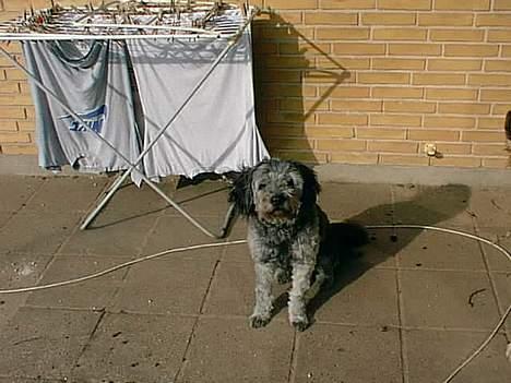 Blanding af racer Mads R.I.P :'( Død  - Kigge kigge ! jeg er fin var ? :P billede 11