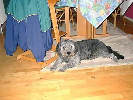 Blanding af racer Mads R.I.P :'( Død  - ja et rigtig godt ligge sted :D billede 14