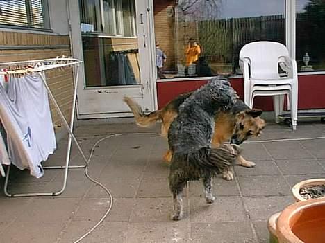 Blanding af racer Mads R.I.P :'( Død  - og igen :P  billede 16