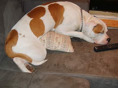 Amerikansk bulldog Xena (R.I.P mors øjesten) - Hmm.... Altså, kan man ligge mere mærkeligt ;) billede 7