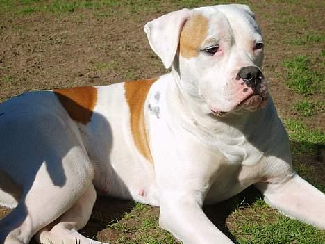 Amerikansk bulldog Xena (R.I.P mors øjesten) billede 8