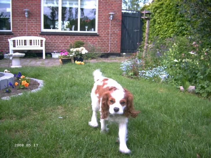 Cavalier king charles spaniel Frodo - Frodo sommeren 2008 billede 1