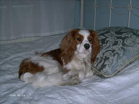 Cavalier king charles spaniel Frodo - Frodo får sig en lille lur i sengen med hovedpude og det hele, -ja man forstår at gøre sig det behageligt...  billede 2