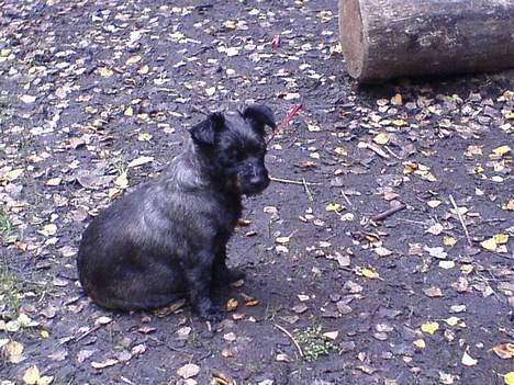 Blanding af racer FEDINE billede 9