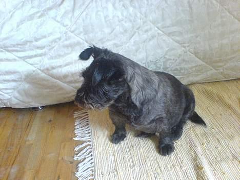 Blanding af racer FEDINE billede 10