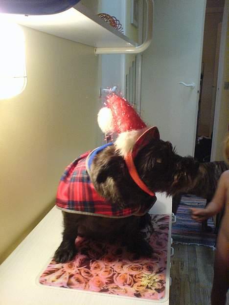 Blanding af racer FEDINE - Sofie Har klædt fedine Ud :) Megeeet Fiiin...  billede 11