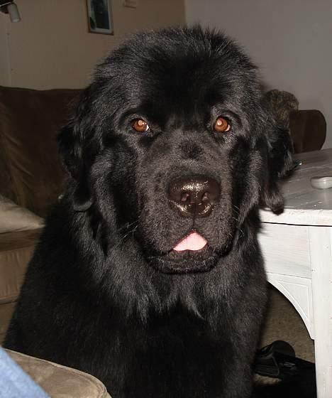 Newfoundlænder Bertha - okt. 06, bøh... billede 6