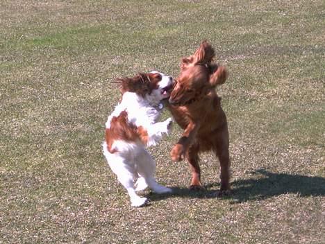 Cavalier king charles spaniel Frodo - Frodo leger med sin gode ven Louis billede 3