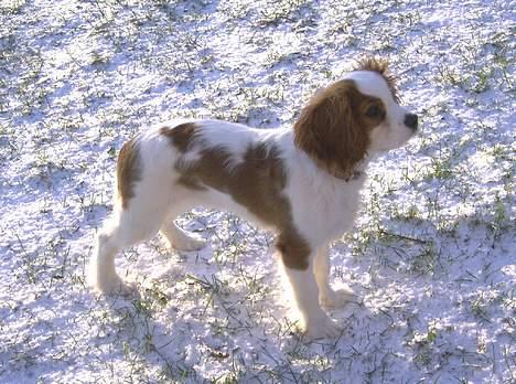 Cavalier king charles spaniel Frodo - Frodo´s første sne, -januar 2005 billede 4
