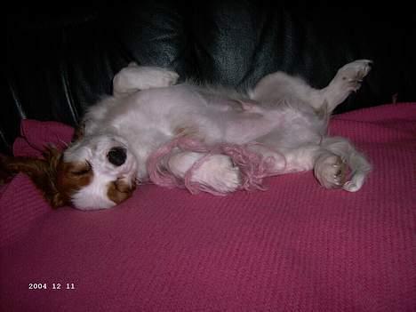 Cavalier king charles spaniel Frodo - Lille Frodo er faldet i søvn midt i sin leg med en garnnøgle. Det er også hårdt arbejde for små hunde sådan noget.  billede 5