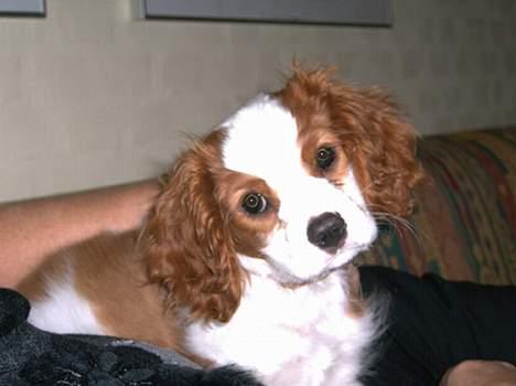 Cavalier king charles spaniel Frodo - Frodo´s første jul - 2004 billede 6