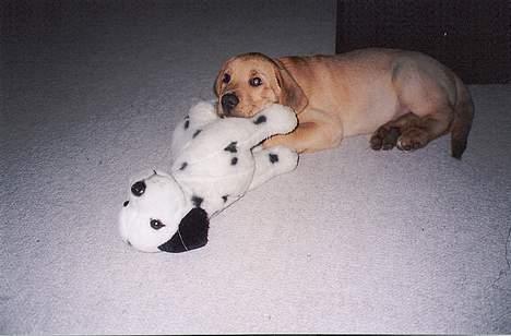 Broholmer Valdemar (død 12/6 2009) - Lille Valdemar med sin elskede tøjhund, "Bamse". billede 19