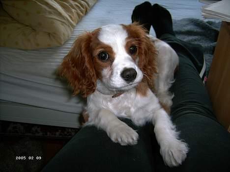 Cavalier king charles spaniel Frodo - Min mor hun er så sød, så det er rart at ligge hos hende.  billede 7