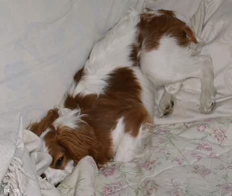 Cavalier king charles spaniel Frodo - Frodo fjoller... billede 8