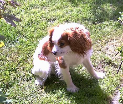 Cavalier king charles spaniel Frodo - Det er så skønt at lege i haven,når det er godt vejr. billede 9