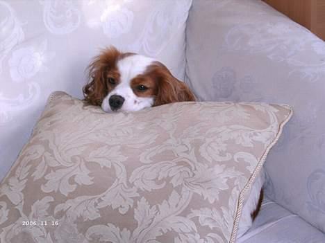 Cavalier king charles spaniel Frodo - Gab, nu vil jeg altså godt hvile mig lidt. billede 10