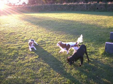 Cavalier king charles spaniel Frodo - Frodo og kammeraterne billede 11