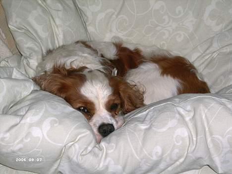 Cavalier king charles spaniel Frodo - Her ligger man godt. billede 12