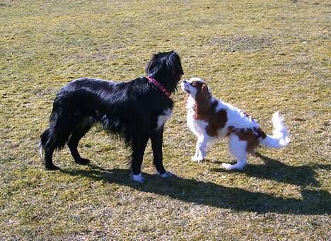 Cavalier king charles spaniel Frodo - Jeg kan godt li damer, -og hun er nu lækker hende Frida...  billede 13