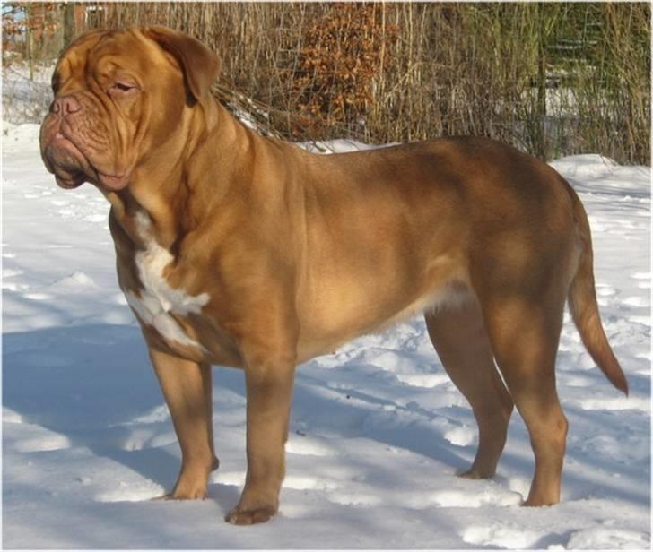 Dogue de bordeaux Ziljah - Ziljah - 4 år billede 1