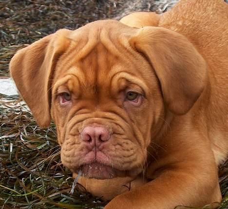Dogue de bordeaux Ziljah - Ziljah - 3 måneder billede 16