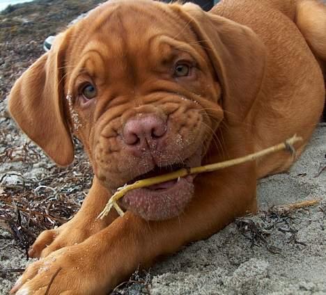 Dogue de bordeaux Ziljah - Ziljah - 3 måneder  billede 17