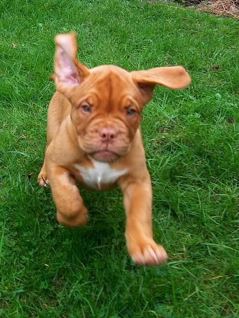 Dogue de bordeaux Ziljah - The flying Ziljah :o) -  8 uger  billede 12