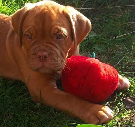 Dogue de bordeaux Ziljah - Søde Ziljah - 8 uger billede 13