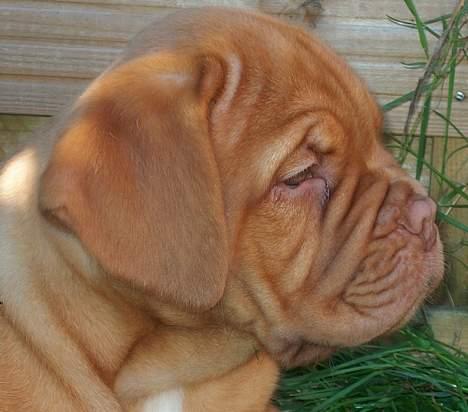 Dogue de bordeaux Ziljah - Ziljah 8 uger billede 15