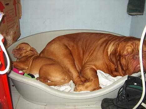 Dogue de bordeaux Ziljah - Ziljah sover trygt sammen med farmand Meeko billede 18