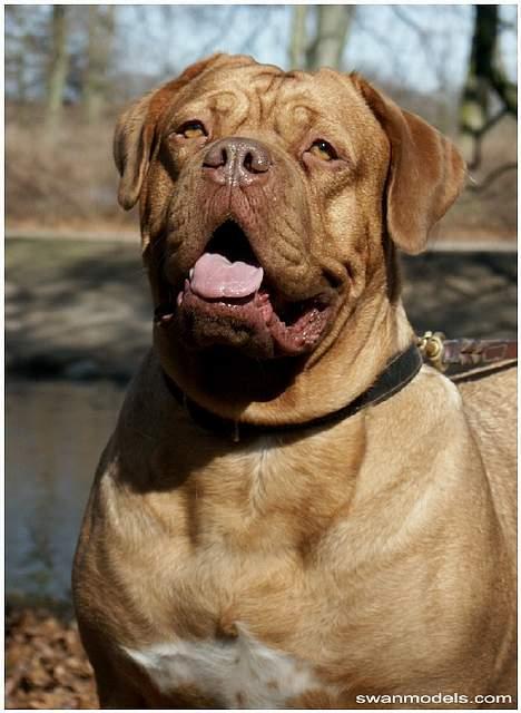 Dogue de bordeaux Thaliyah - R.I.P. min tøs - Thaliyah - til modelssession - 3 år gammel billede 1