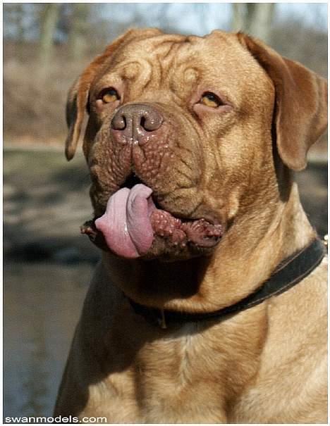 Dogue de bordeaux Thaliyah - R.I.P. min tøs - Række tunge kan hun også :o) billede 2