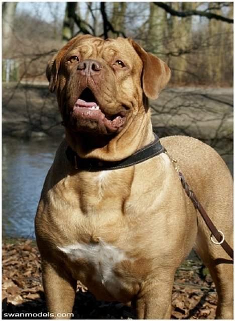Dogue de bordeaux Thaliyah - R.I.P. min tøs - Thaliyah til modelsession - 3 år gammel billede 3