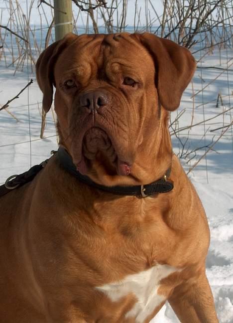 Dogue de bordeaux Thaliyah - R.I.P. min tøs - Thaliyah 3 år gammel billede 4