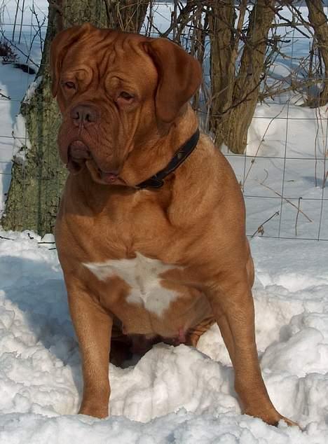 Dogue de bordeaux Thaliyah - R.I.P. min tøs - Thaliyah 3 år gammel billede 5